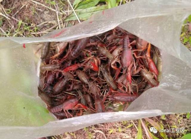 嘉定最新野釣地，科技與自然融合，垂釣新紀(jì)元開啟