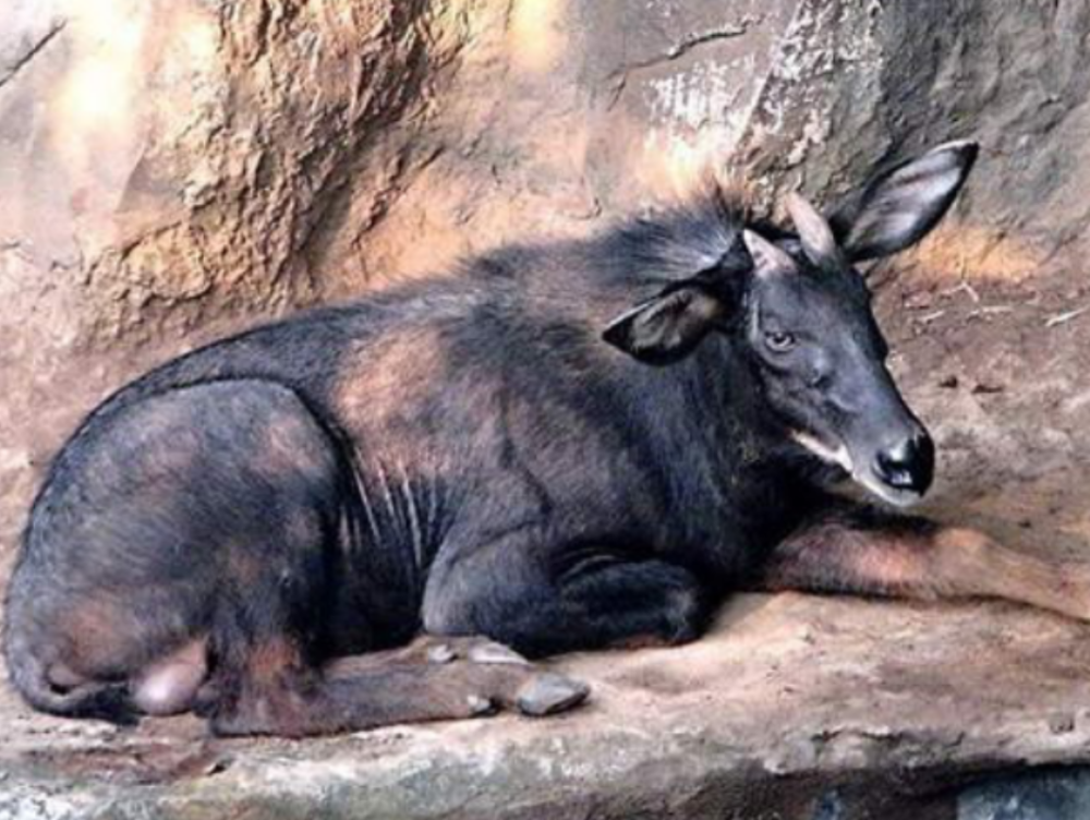 四不像正版+正版四不像鳳凰,實際調研解析_NRA29.468復古版