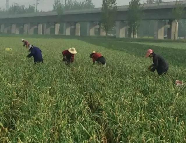 大蒜最新價格動態揭秘，科技引領大蒜市場，大蒜110網實時更新價格信息