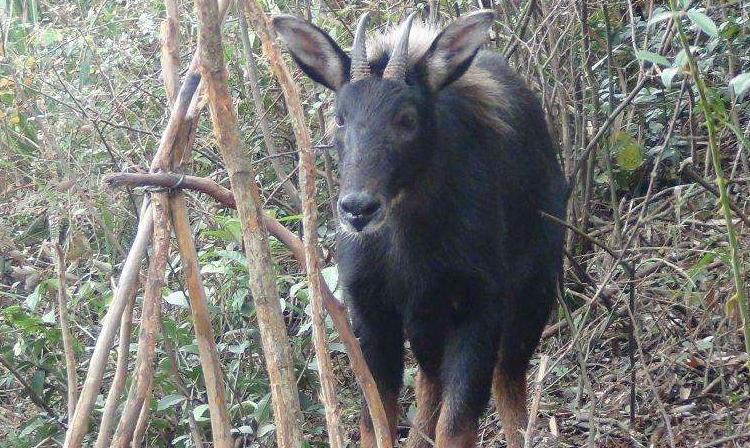 新澳四不象,詳情執行數據安援_ELH50.372生態版
