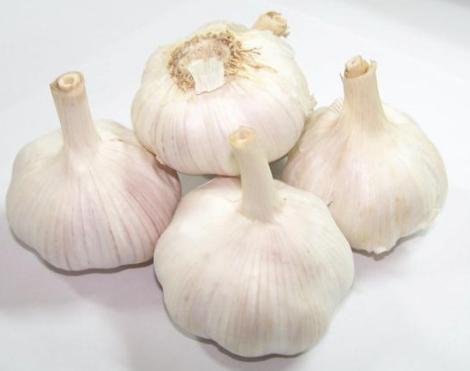 大蒜110網最新價格