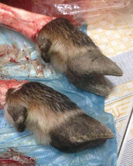 今晚四不像必中一肖圖118,全身心解答具體_CVM50.988原汁原味版