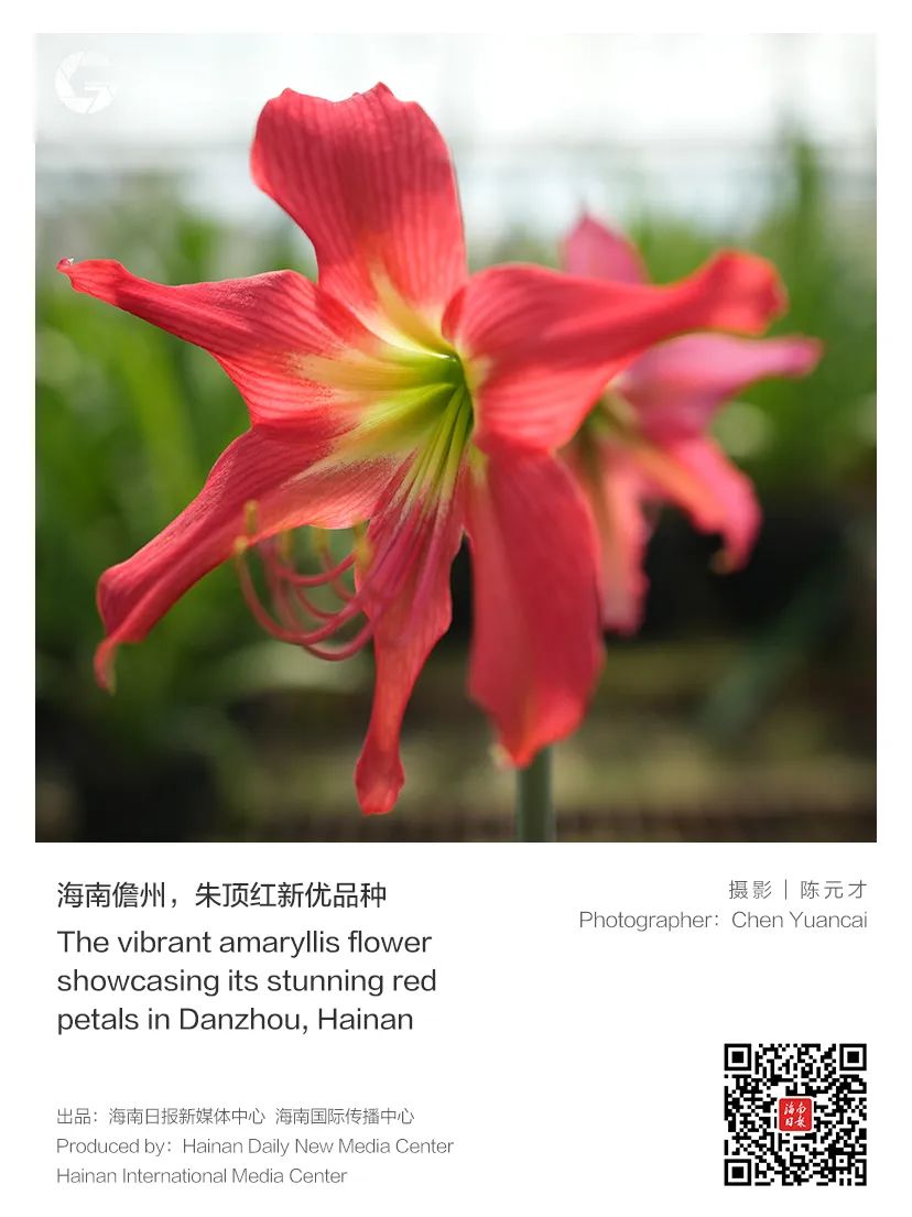 新澳門狀元紅正版,安全性方案執(zhí)行_BJS50.100優(yōu)雅版