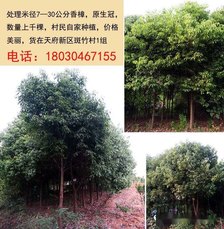 最新苗木免費(fèi)求購信息匯總與觀點(diǎn)論述