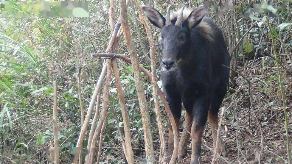 四不像正版資料內部,實地觀察數據設計_XWV49.983超凡版