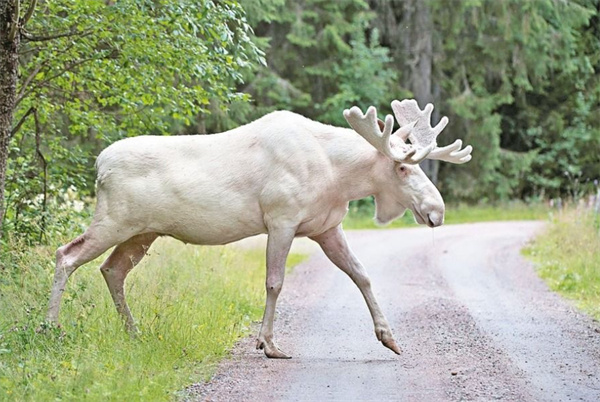 澳門四不像精準一肖一碼,實地驗證研究方案_HEN49.527高級版