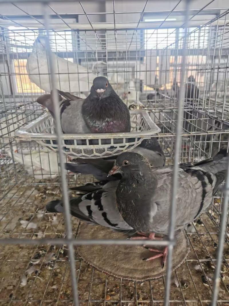 信鴿飼養員招聘最新信息及步驟指南