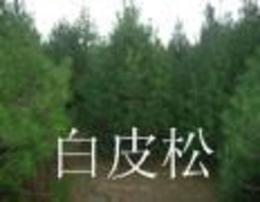 最新沙地柏求購信息，科技與自然融合的高科技產品介紹