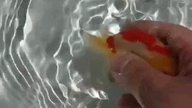 福州蘭壽金魚最新視頻，科技與生活完美融合的高科技產品展示