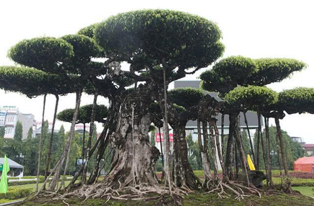 萬棵樹樓盤最新動態揭秘，巷弄深處的隱藏寶藏與特色小店的獨特魅力探索