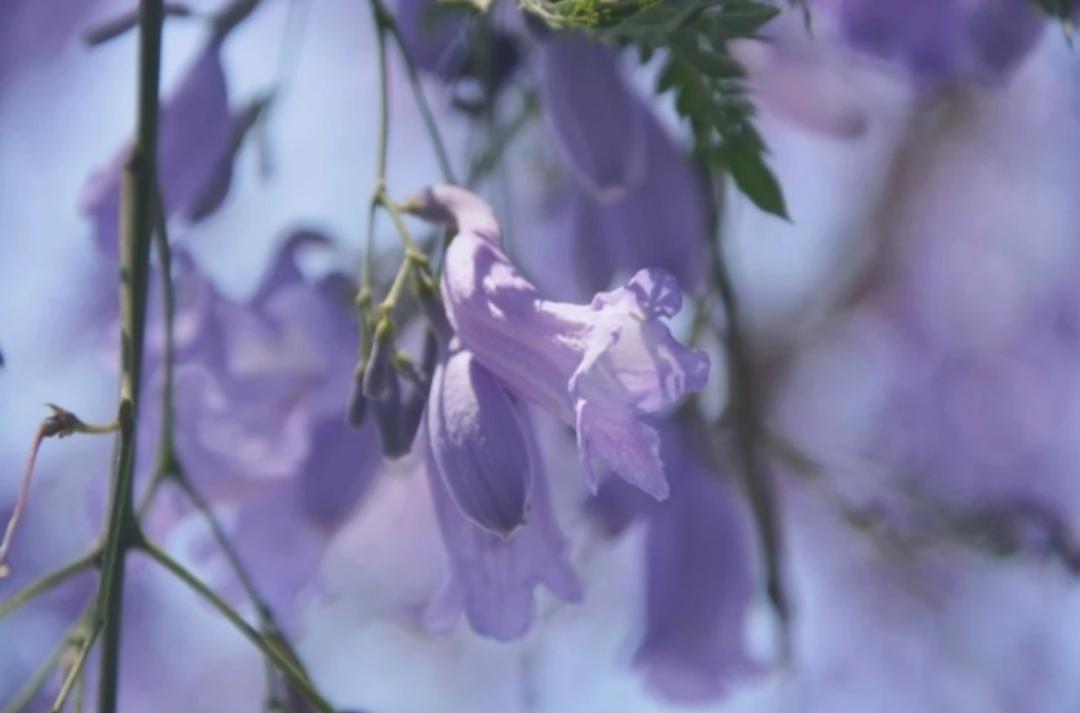 宜賓大地坡最新房價(jià)揭秘與趨勢(shì)分析????