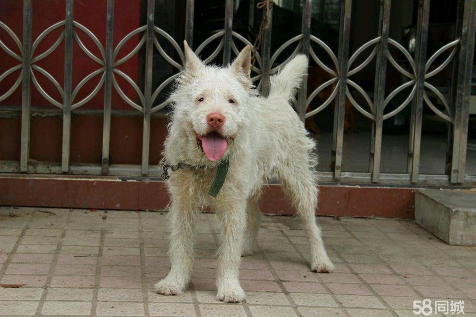 下司犬出售最新消息，全面更新犬只信息，提供優(yōu)質(zhì)寵物選擇