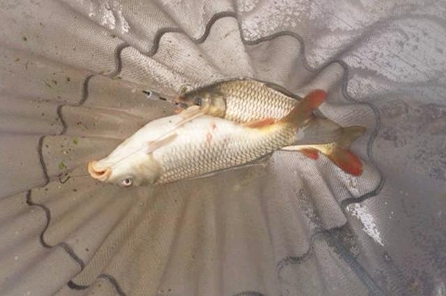 盧旺達魚類最新動態，汲取變革力量，成就自信人生