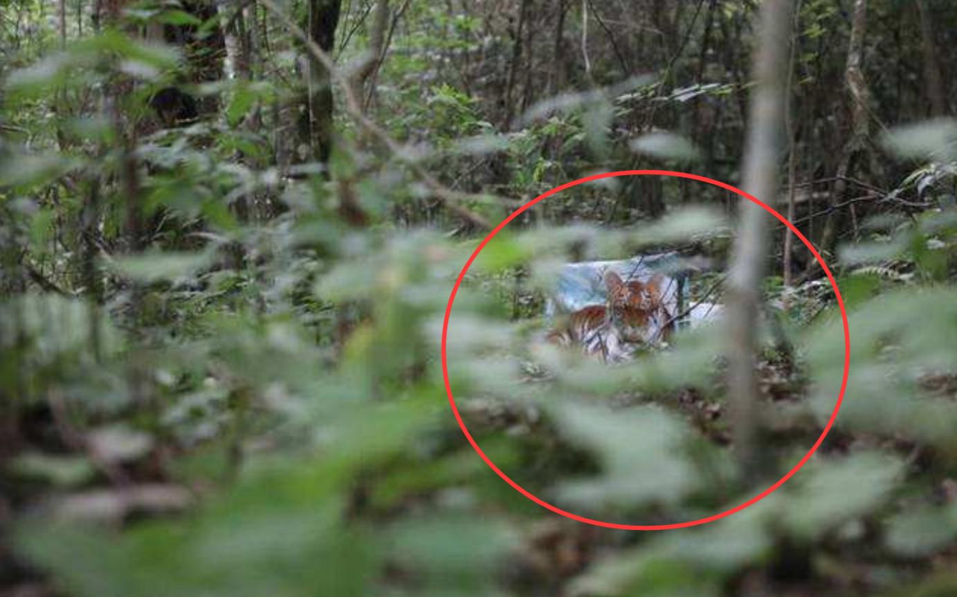 周正龍最新動態，與自然美景的邂逅，內心平和之旅