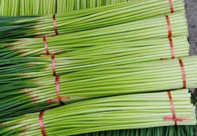 探秘小巷深處的蒜香秘境，揭秘2024年蒜苔最新價格