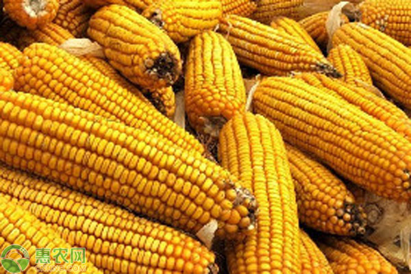 山東聊城玉米最新價格，與自然美景的邂逅與內心的寧靜探索