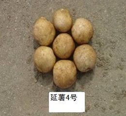 延薯四今日最新價格信息更新??