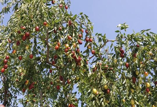 瑤海區棗樹王蓬勃發展,綠色產業的最新動態與引領之路