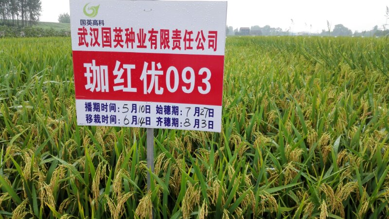 紅英科技農(nóng)業(yè)的最新動(dòng)態(tài)，變革中的力量與成就感的源泉