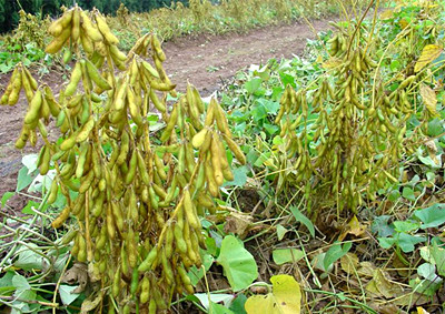 2016大豆補(bǔ)貼最新政策深度解析