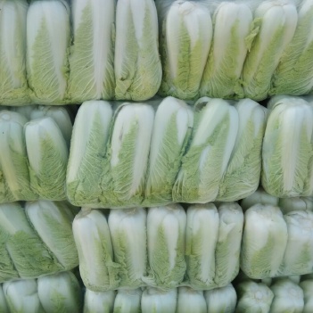 全國大白菜最新批發價，綠色之旅尋找內心平靜的開始