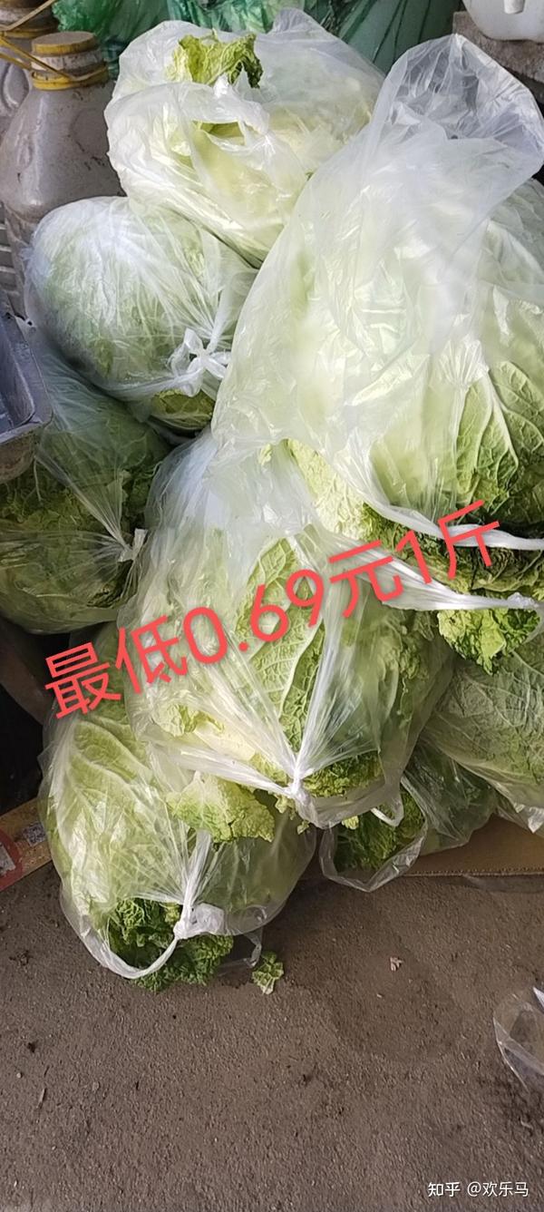全國大白菜最新批發價,綠色之旅尋找內心平靜的開始