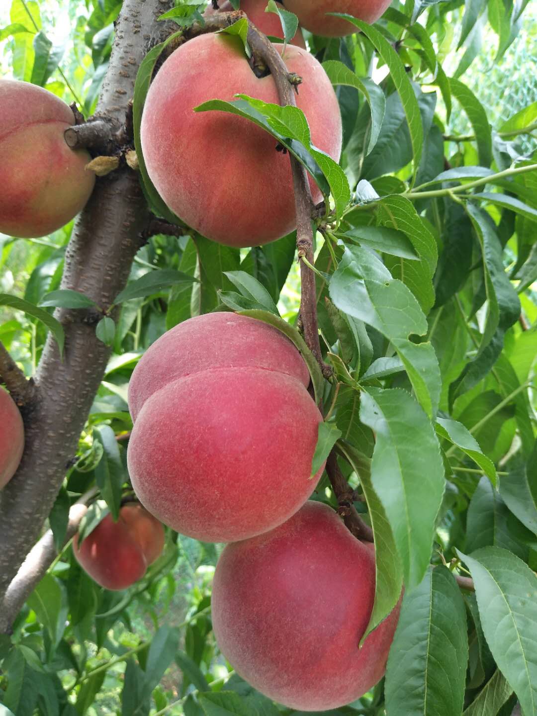 春曉桃新品種早桃，學(xué)習(xí)、自信與成就的力量探索