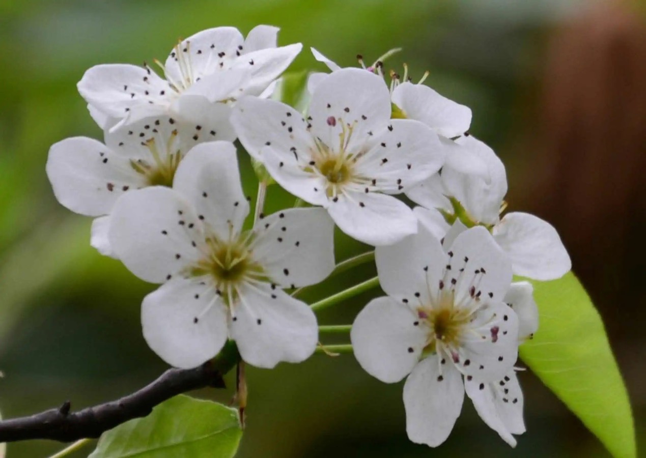 梨花屬于什么生肖,現況評判解釋說法_強勁版45.605