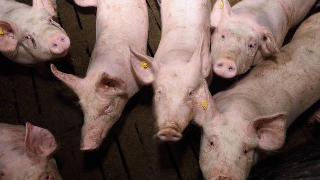 沂水今日豬價最新消息及觀點論述揭秘