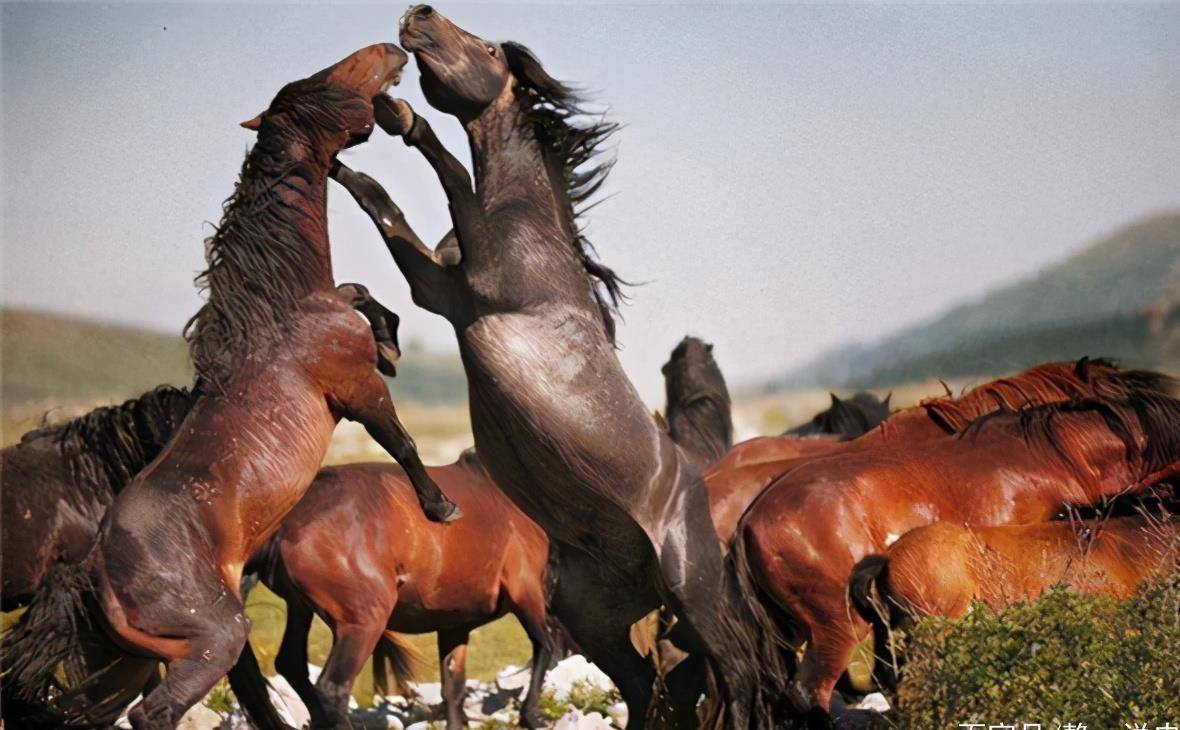 2024澳門特馬今晚開獎097期,生物工程_全球版60.802