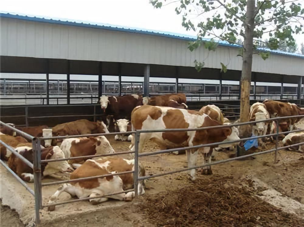 大康農(nóng)業(yè)股票最新動(dòng)態(tài)，自然美景探索之旅的心靈寧靜啟航