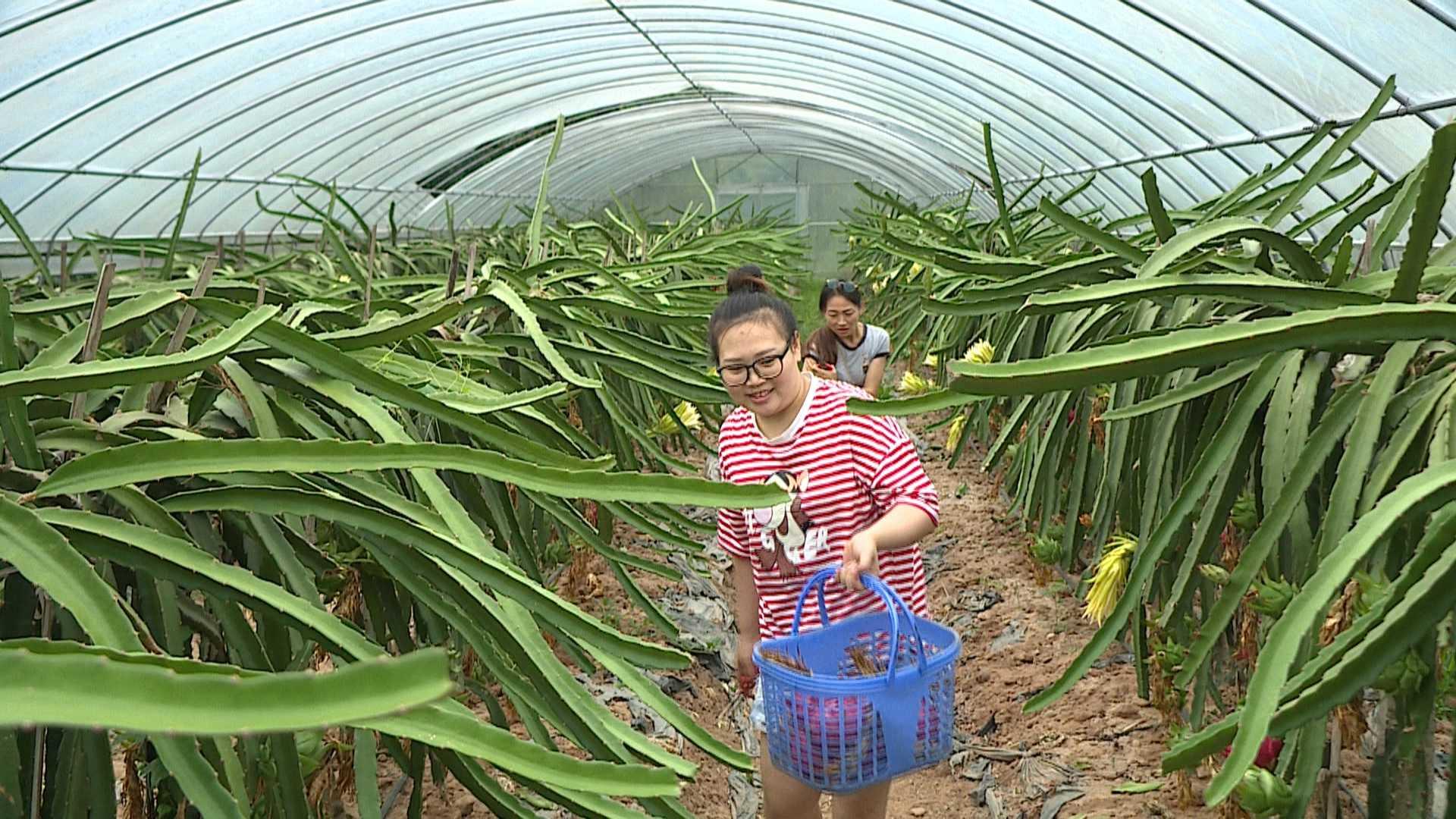 臺灣火龍果新品種，從萌芽到繁榮的果實之旅