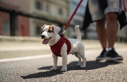 新澳2024最新資料大全,獸醫_套件版31.894