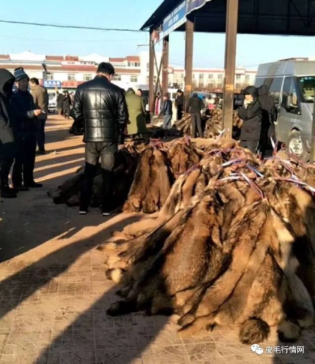 尚村毛皮市場(chǎng),最新動(dòng)態(tài)與奇遇中的溫暖日常