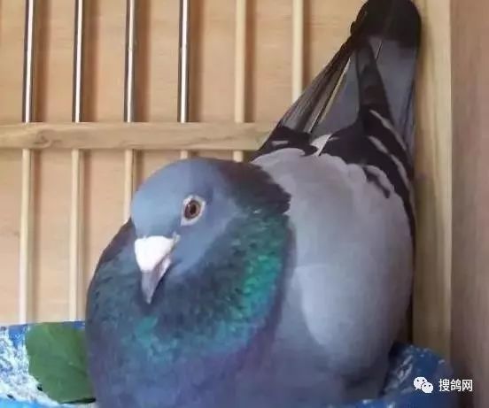 搜鴿網最新視頻揭秘韓兆海傳奇新篇章