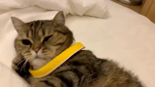 最新爆款萌寵視頻,展現自信與成就感的萌寵魅力