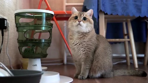 最新爆款萌寵視頻,展現自信與成就感的萌寵魅力