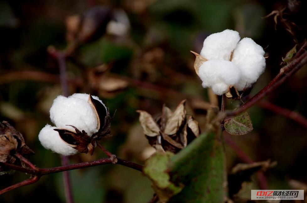 棉花行情最新價格與深厚友情交織的故事
