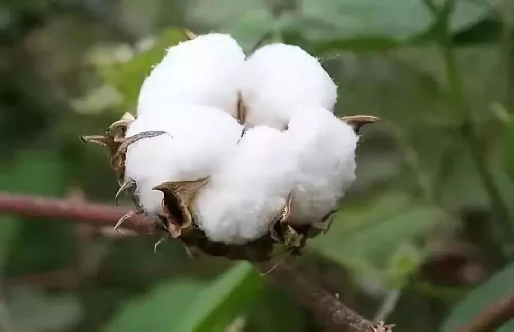 棉花行情最新價格與深厚友情交織的故事