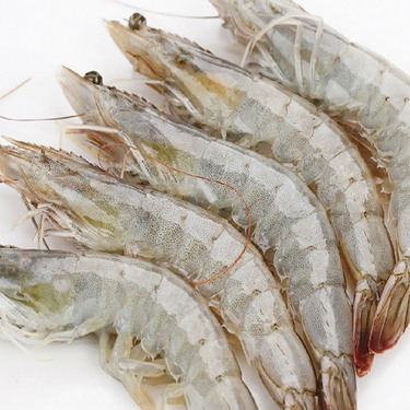 活蝦最新鮮儲存方法指南