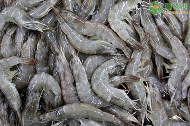 活蝦最新鮮儲存方法指南