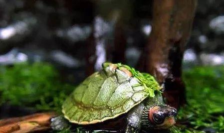 養龜最新動態與資訊，掌握養龜最新消息??