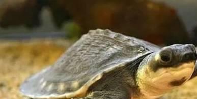 養龜最新動態與資訊,掌握養龜最新消息??