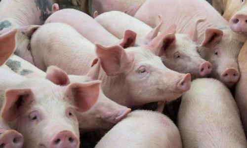 全國最新豬價行情今日更新