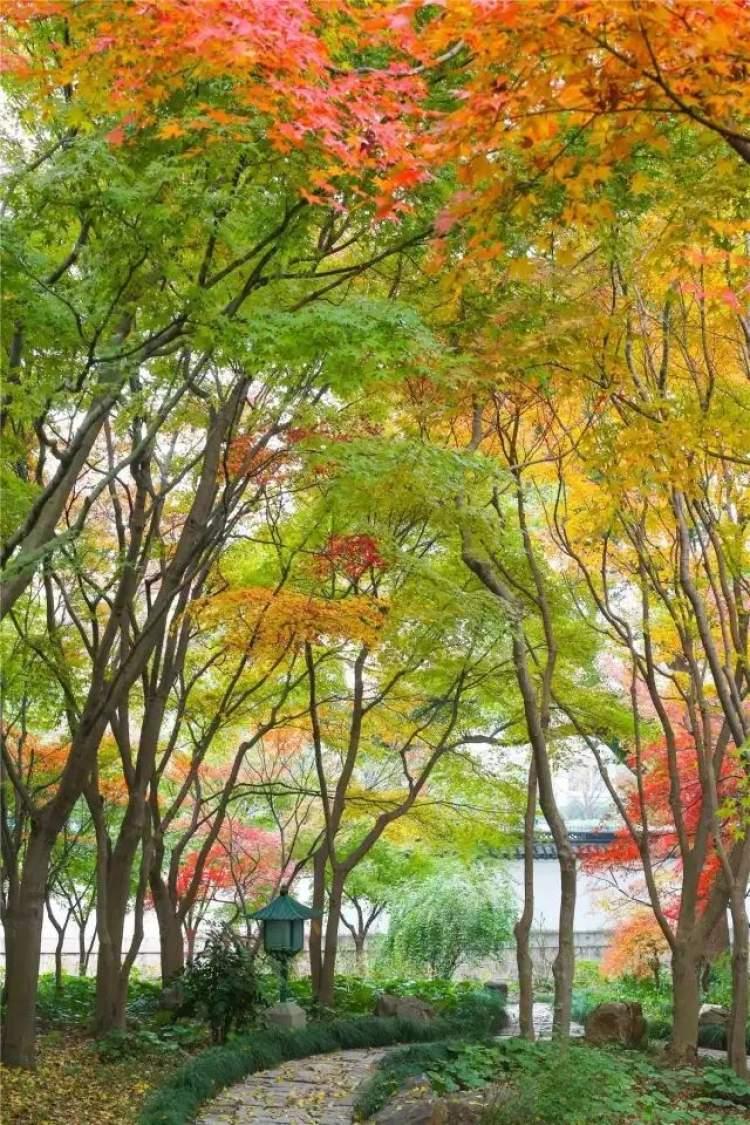 秋季盛景中的絢爛篇章，楓葉紅最新消息揭秘