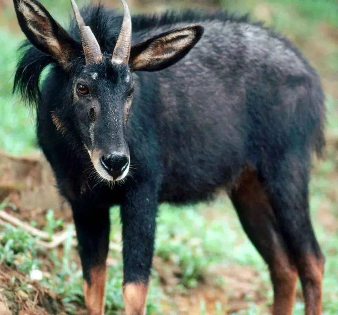 四不像最新圖，一段溫馨有趣的日常故事揭秘