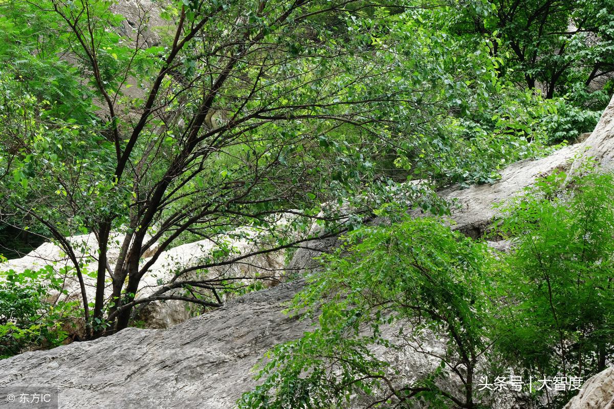 落花網最新影視在線，自然美景治愈之旅探索
