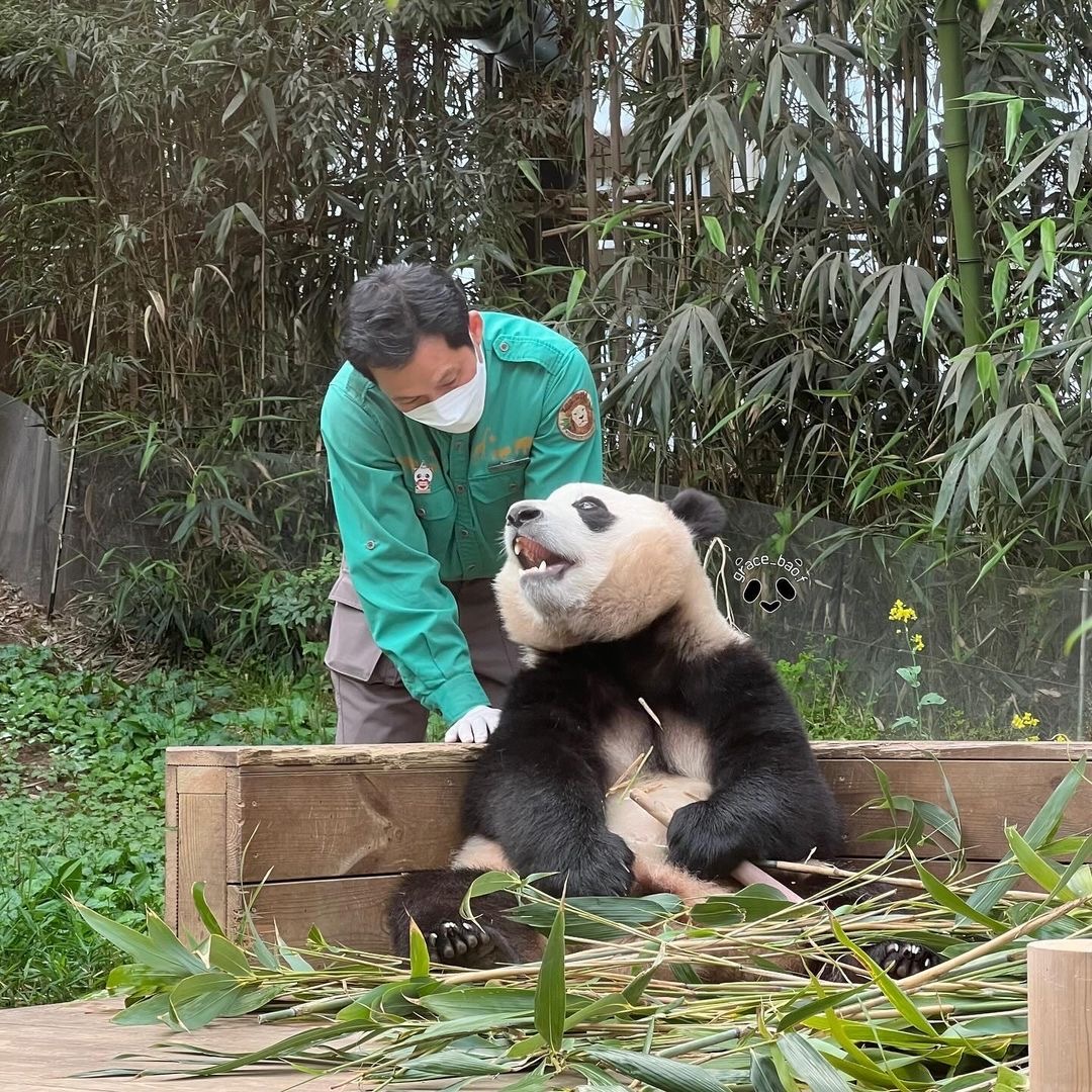 大熊貓福寶最新動態報道