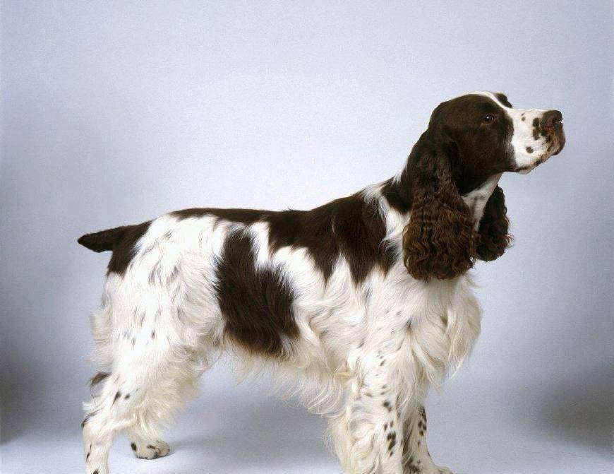 賓格狗，價格、圖片及作為自然探險伙伴的溫馨陪伴與心靈港灣