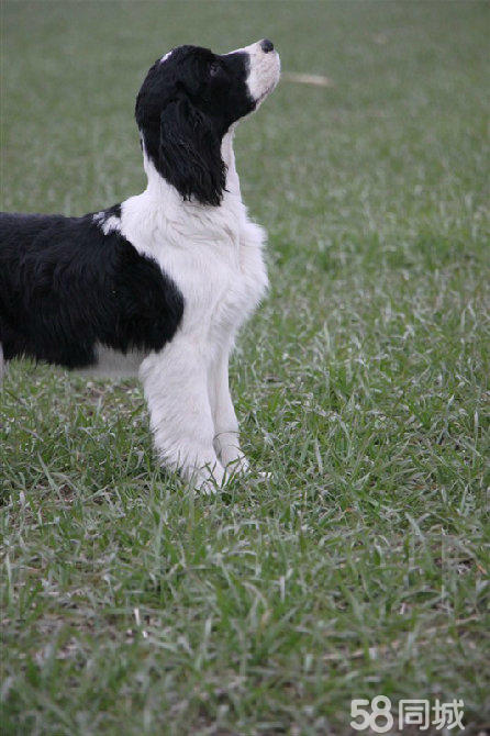 賓格狗,價格、圖片及作為自然探險伙伴的溫馨陪伴與心靈港灣